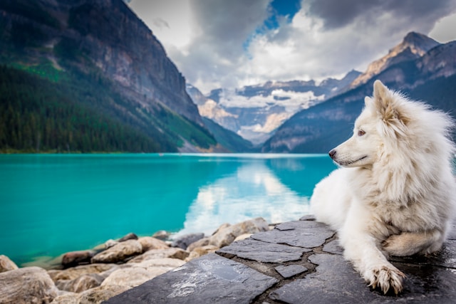 the-5-most-expensive-dogs-in-canada-t