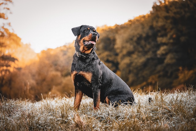 the-5-most-expensive-dogs-in-canada-t
