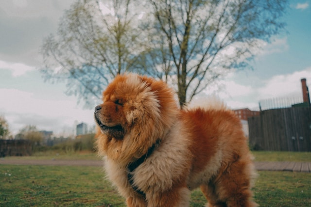 the-5-most-expensive-dogs-in-canada-t