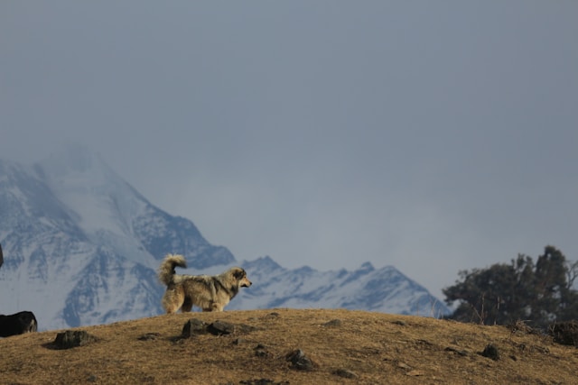 the-5-most-expensive-dogs-in-canada-t