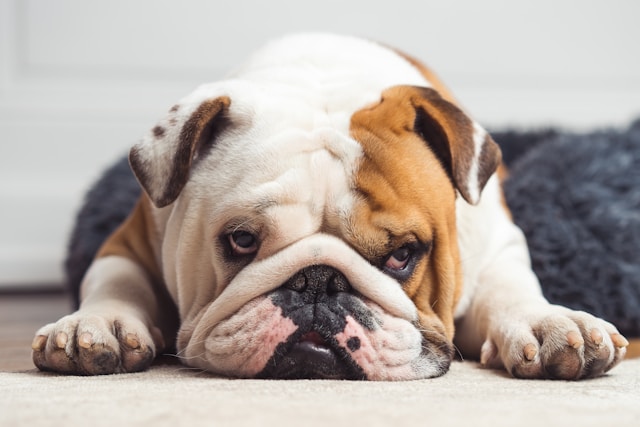 the-5-most-expensive-dogs-in-canada-t