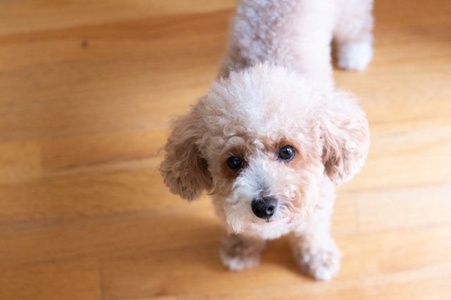 5-longest-living-dog-breeds