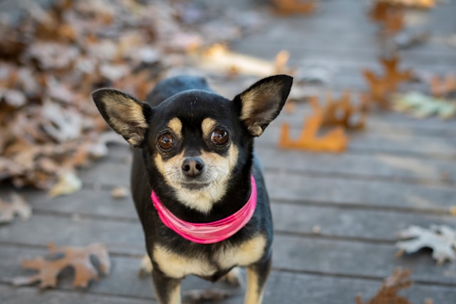 5-longest-living-dog-breeds